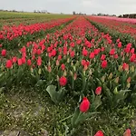 Vredehof * Sint Maartensbrug